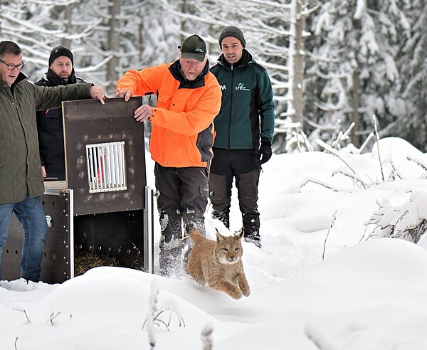 Dr. Marco Roller (Bildmitte) bei der Auswilderung eines Luchs‘ im Schwarzwald.