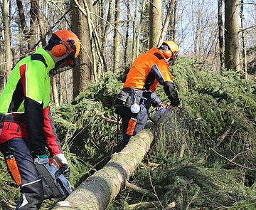 Baumfällung und Baumpflanzung