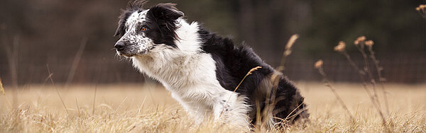 Ein Hund sitzt im Feld.