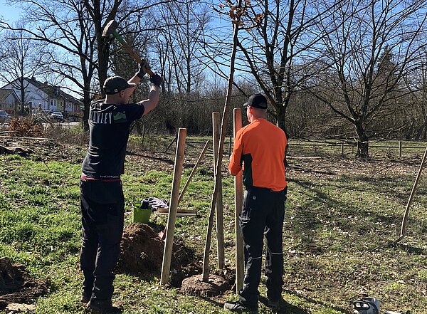 Zwei Personen pflanzen einen Baum