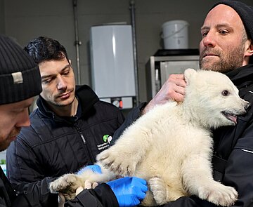 Die Zootierärzte Dr. Marco Roller und Dr. Lukas Reese (v.l.) untersuchen den jungen Eisbären, der von Revierleiter Moritz Ehlers gehalten wird. 