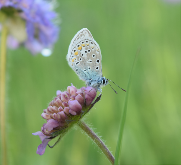 Das Bild zeigt einen Schmetterling der Hauhechel-Bläuling auf einer Blume.