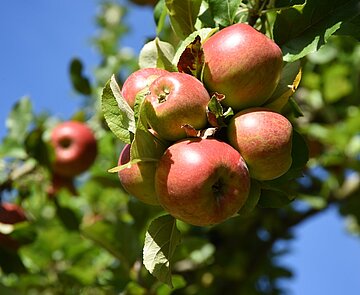 reife, gelbe und rote Äpfel hängen am Apfelbaum auf einer  Streuobstwiese