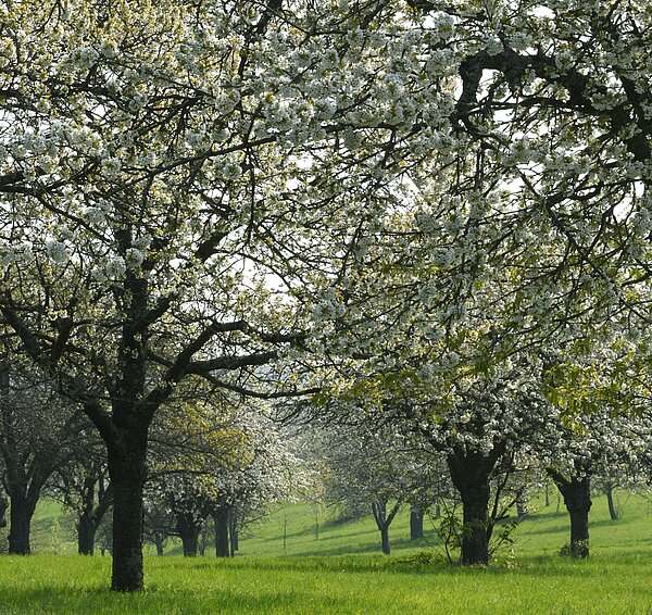 Kirschen in Hohenwettersbach