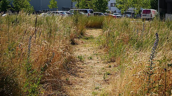 Korridor in Wiese freigeschnitten