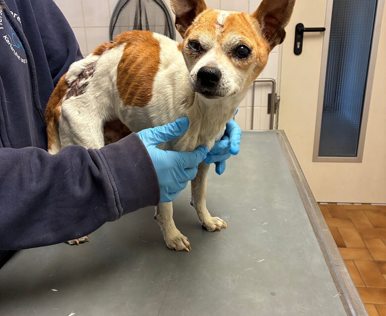 Der in der Karlsruhe-Neureut am 30. April aufgetauchte Hund.