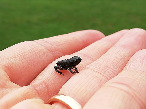Die Kaulquappen der Erdkröten im Schlossgartenteich haben sich in den letzten Wochen entwickelt und werden bald als winzige Kröten das Wasser verlassen. 