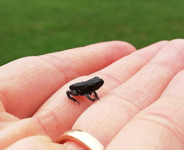 Die Wanderungen der Erdkröten werden bald beginnen. 