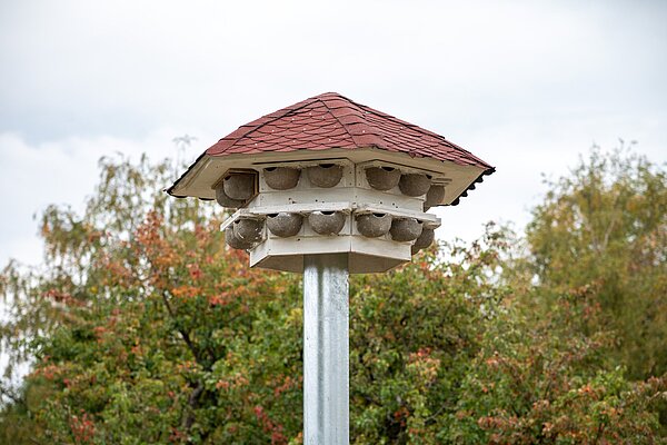 Am Rande des Golfplatzes wurde von Schülern des Ludwig-Marum-Gymnasium Pfintzal und der Offenen Jugendwerkstatt Karlsruhe (OJW) ein Schwalbenhaus gebaut. Die Verwaltung des Golfplatzes goss das Fundament. Die Artenschutzstiftung des Karlsruher Zoos, das Umweltamt und der NABU besorgten gemeinsam die Finanzierung. Mit der Aktion „Schwalben willkommen“ will der NABU den Vögeln helfen. Hierzu werden Kunstnester an Gebäuden angebracht oder Schwalbenhäuser errichtet. Auch das UA sowie die Artenschutzstiftung des Karlsruher Zoos fördern seit einigen Jahren den Schwalbenschutz. 