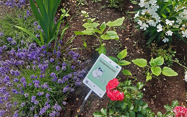 Das Bild zeigt ein Beet in Grünpatenschaft mit unterschiedlichen Pflanzen. 