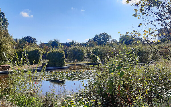 Blick über einen Teich und mehrere Hainbuchenhecken am Ufer