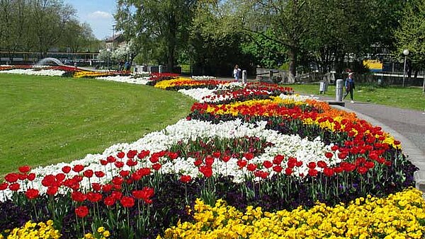 Das Bild zeigt eine Frühlingsbepflanzung auf den früheren Beeten des Theaterplatzes.