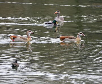 Wildvögel, Wildtiere