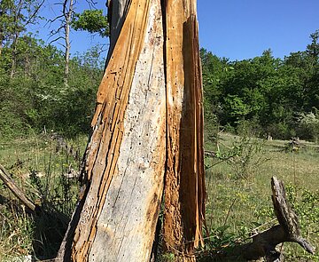 Alt- und Totholzkonzept
