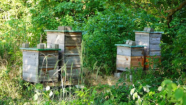 Bienenstöcke im Schatten unterm Baum