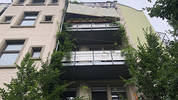 Begrünung mit Blauregen an einem Balkon