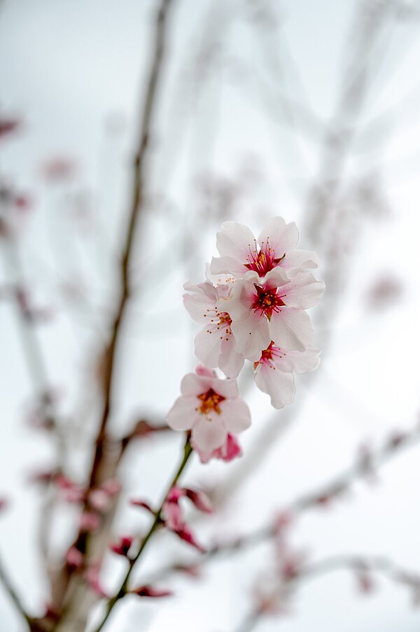 Die blühenden Zweige des Krachmandelbaums.
