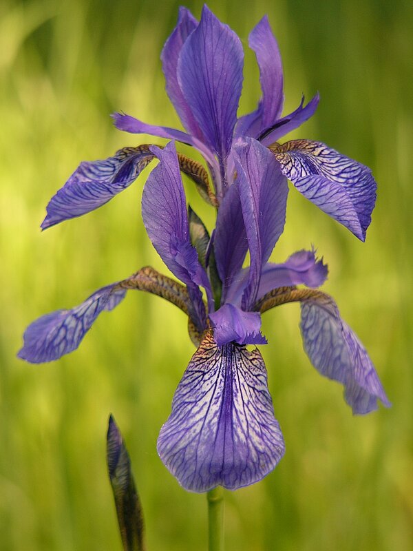 Bezaubernde Pflanze: die Sibirische Schwertlilie