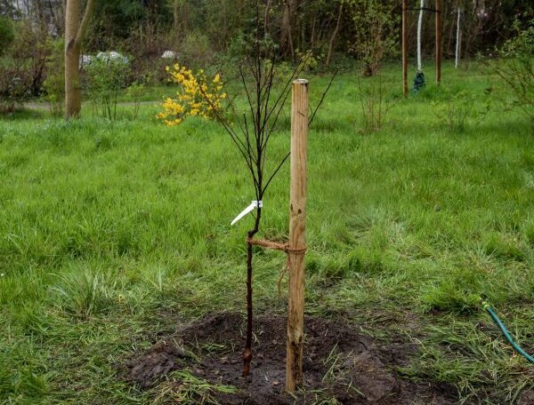 Frisch gepflanzter Baum