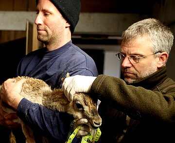 Aurel Heidelberg bei einer tiermedizinischen Untersuchung der Persischen Kropfgazellen im Zoo Karlsruhe, bei der auch die Passform von Sendehalsbändern für die Art in der Natur überprüft wurde. Am kommenden Donnerstag erzählt der WWF-Projektleiter im Exotenhaus von seiner spannenden Arbeit. 