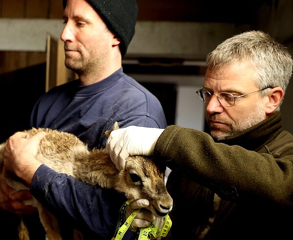 Aurel Heidelberg bei einer tiermedizinischen Untersuchung der Persischen Kropfgazellen im Zoo Karlsruhe, bei der auch die Passform von Sendehalsbändern für die Art in der Natur überprüft wurde. Am kommenden Donnerstag erzählt der WWF-Projektleiter im Exotenhaus von seiner spannenden Arbeit. 