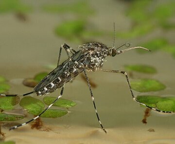 Große Hausmücke sitzt auf dem Wasser