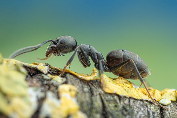 Die Ameisenart Tapinoma magnum in Nahaufnahme
