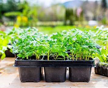 Pflanzenverkauf aus dem Sozialen Garten der Arbeitsförderung Karlsruhe