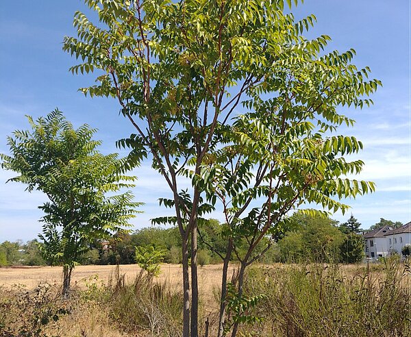 Götterbäume sind invasiv und verdrängen heimische Arten.
