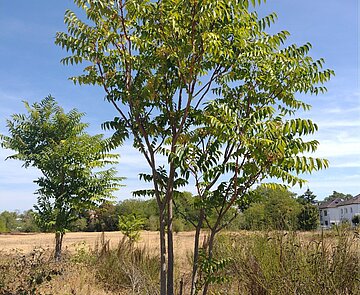 Götterbäume sind invasiv und verdrängen heimische Arten.