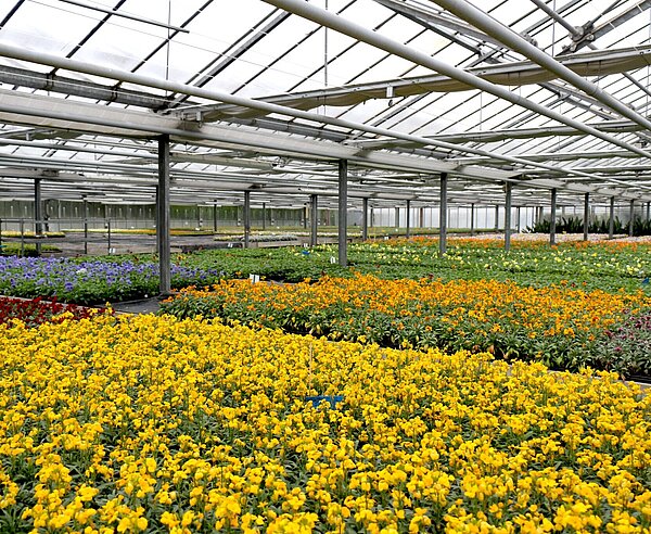 Stadtgärtnerei_Herbstflor 2021