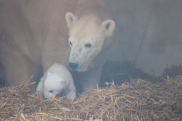 Das neugeborene Eisbärbaby im Karlsruher Zoo