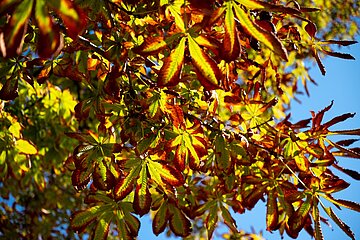Herbstliche Blätter der Rosskastanie