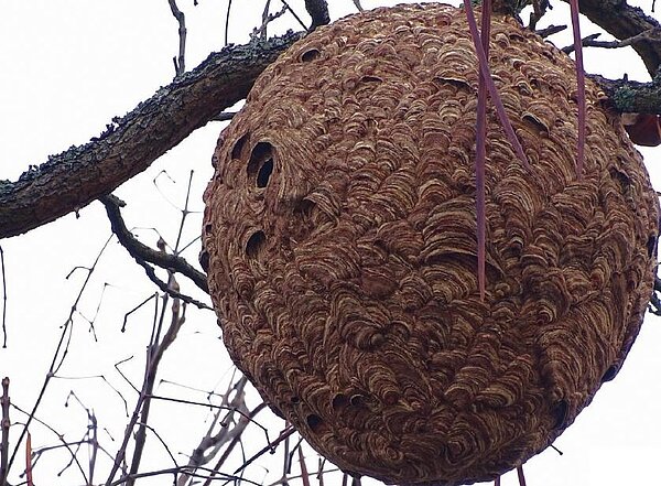 Filialnest der Asiatischen Hornisse in einem Baum