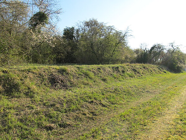 Das Bild zeigt eine gestufte Wiese und Hecke in der Biotoppflege.             