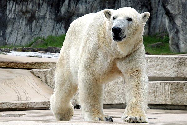 Eisbär Kap soll auch in Karlsruhe für Nachwuchs sorgen.