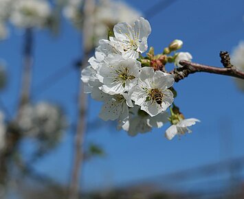 Augustenberger Blütenrundgang