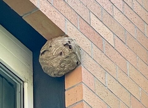 Gründungsnest der Asiatischen Hornisse an einem Fenster