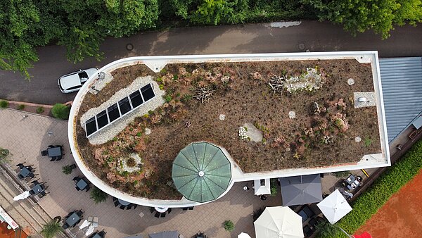 Biodiversitätsgründach auf dem Clubhaus des KETV