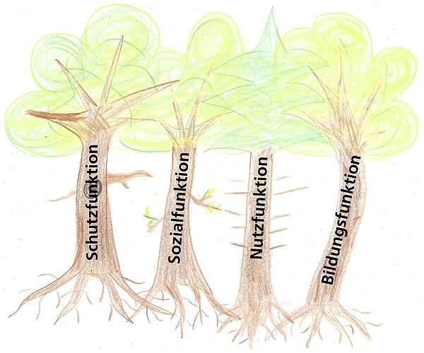 Das Bild zeigt vier Bäume, die mit den Waldfunktionen beschriftet sind.