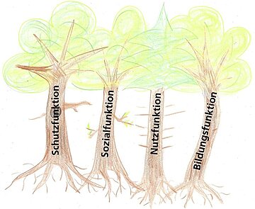 Das Bild zeigt vier Bäume, die mit den Waldfunktionen beschriftet sind.