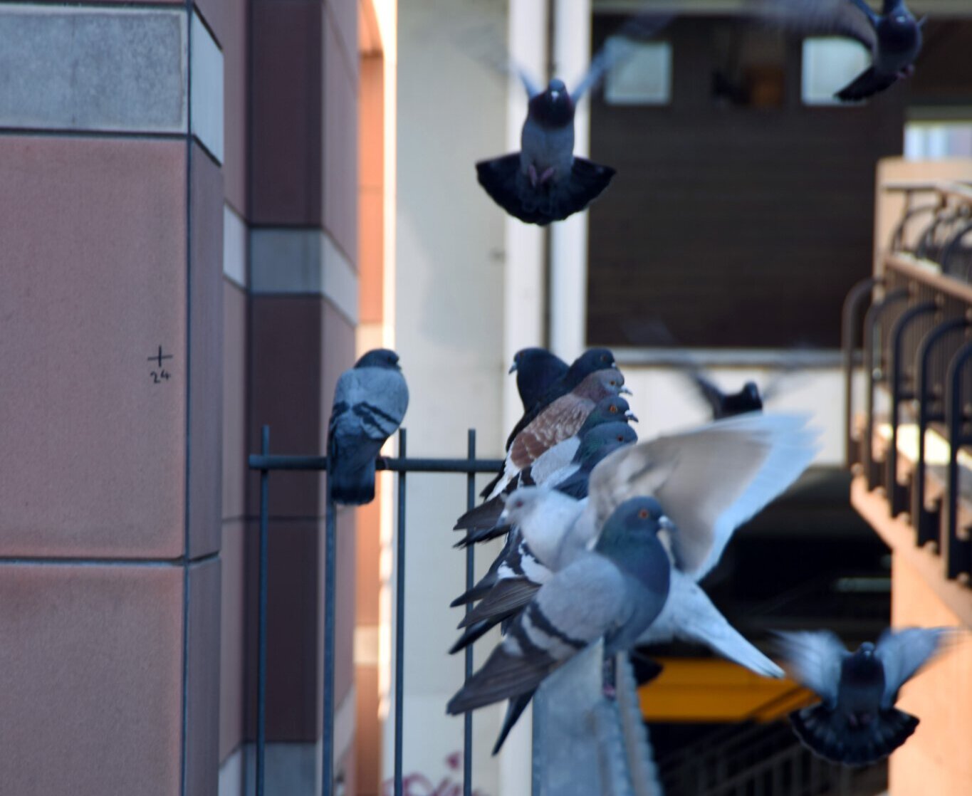 Stadttauben