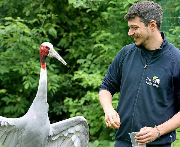 Dr. Lukas Reese koordiniert zukünftig das Europäische Erhaltungszuchtprogramm für die beeindruckenden und gefährdeten Saruskraniche.