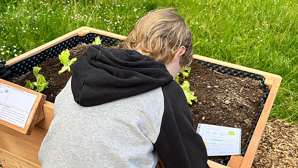 Junge steht gebeugt vor dem Hochbeet und betrachtet etwas genau