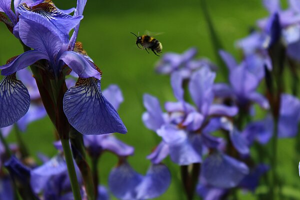 Hummel fliegt auf eine lilafarbene Iris zu