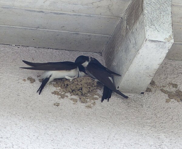 Mehlschwalbenpaar beim Nestbau