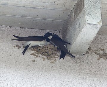 Mehlschwalbenpaar beim Nestbau