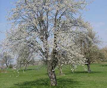 Obstbaumblüte