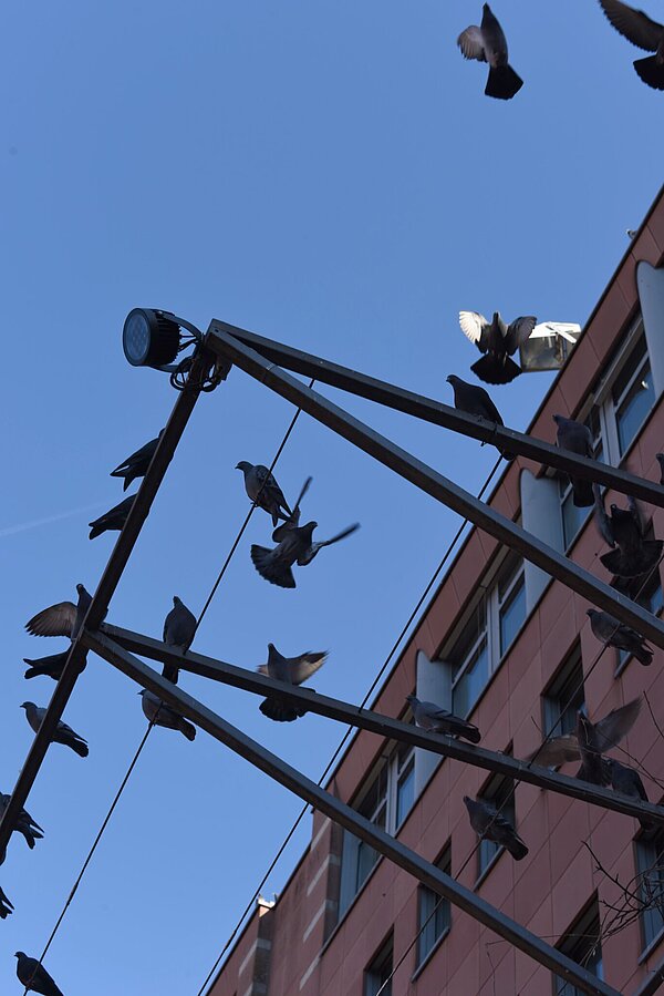 Stadttauben