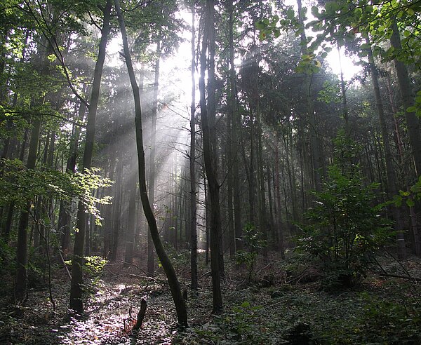 Laubwald im Spätsommer